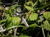 Argiope bruennichi auch Wespenspinne, Zebraspinne, Tigerspinne oder Seidenbandspinne genannt, jagt gerne Heuschrecken. 