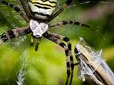 Argiope bruennichi auch Wespenspinne, Zebraspinne, Tigerspinne oder Seidenbandspinne genannt, jagt gerne Heuschrecken. 