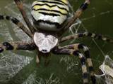 Argiope bruennichi auch Wespenspinne, Zebraspinne, Tigerspinne oder Seidenbandspinne genannt, jagt gerne Heuschrecken. 