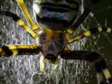 Argiope bruennichi auch Wespenspinne, Zebraspinne, Tigerspinne oder Seidenbandspinne genannt, jagt gerne Heuschrecken. 