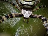 Argiope bruennichi auch Wespenspinne, Zebraspinne, Tigerspinne oder Seidenbandspinne genannt, jagt gerne Heuschrecken. 