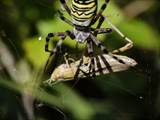 Argiope bruennichi auch Wespenspinne, Zebraspinne, Tigerspinne oder Seidenbandspinne genannt, jagt gerne Heuschrecken. 