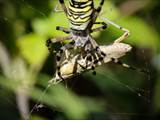 Argiope bruennichi auch Wespenspinne, Zebraspinne, Tigerspinne oder Seidenbandspinne genannt, jagt gerne Heuschrecken. 