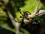 Argiope bruennichi auch Wespenspinne, Zebraspinne, Tigerspinne oder Seidenbandspinne genannt, jagt gerne Heuschrecken. 