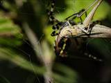 Argiope bruennichi auch Wespenspinne, Zebraspinne, Tigerspinne oder Seidenbandspinne genannt, jagt gerne Heuschrecken. 