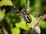 Argiope bruennichi auch Wespenspinne, Zebraspinne, Tigerspinne oder Seidenbandspinne genannt, jagt gerne Heuschrecken. 