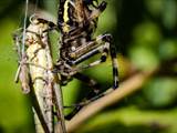 Argiope bruennichi auch Wespenspinne, Zebraspinne, Tigerspinne oder Seidenbandspinne genannt, jagt gerne Heuschrecken. 