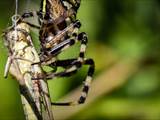 Argiope bruennichi auch Wespenspinne, Zebraspinne, Tigerspinne oder Seidenbandspinne genannt, jagt gerne Heuschrecken. 