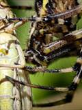 Argiope bruennichi auch Wespenspinne, Zebraspinne, Tigerspinne oder Seidenbandspinne genannt, jagt gerne Heuschrecken. 