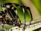 Argiope bruennichi auch Wespenspinne, Zebraspinne, Tigerspinne oder Seidenbandspinne genannt, jagt gerne Heuschrecken. 