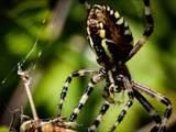 Argiope bruennichi auch Wespenspinne, Zebraspinne, Tigerspinne oder Seidenbandspinne genannt, jagt gerne Heuschrecken. 