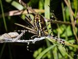 Argiope bruennichi auch Wespenspinne, Zebraspinne, Tigerspinne oder Seidenbandspinne genannt, jagt gerne Heuschrecken. 