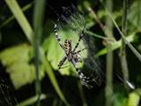 Argiope bruennichi auch Wespenspinne, Zebraspinne, Tigerspinne oder Seidenbandspinne genannt, jagt gerne Heuschrecken. 