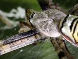 Argiope bruennichi auch Wespenspinne, Zebraspinne, Tigerspinne oder Seidenbandspinne genannt, jagt gerne Heuschrecken. 