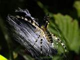 Argiope bruennichi auch Wespenspinne, Zebraspinne, Tigerspinne oder Seidenbandspinne genannt, jagt gerne Heuschrecken. 