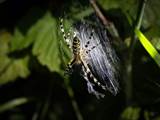 Argiope bruennichi auch Wespenspinne, Zebraspinne, Tigerspinne oder Seidenbandspinne genannt, jagt gerne Heuschrecken. 