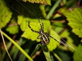 Wespenspinne (Argiope bruennichi) auf ihrem Netz