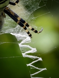 Wespenspinne (Argiope bruennichi) Netz mit charakteristischem zickzackförmigem Gespinstband