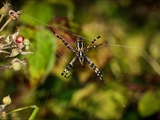 Wespenspinne (Argiope bruennichi) auf ihrem Netz