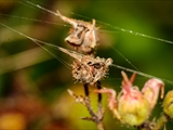 Wespenspinne (Argiope bruennichi) Netz-Befestigung