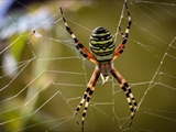 Wespenspinne (Argiope bruennichi) auf ihrem Netz