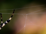 Wespenspinne (Argiope bruennichi) auf ihrem Netz