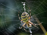 Wespenspinne (Argiope bruennichi) auf ihrem Netz