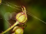 Wespenspinne (Argiope bruennichi) Netz-Befestigung