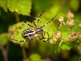 Wespenspinne (Argiope bruennichi) repariert ihr Netz