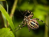 Wespenspinne (Argiope bruennichi) repariert ihr Netz