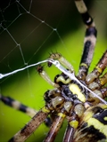Wespenspinne (Argiope bruennichi) repariert ihr Netz