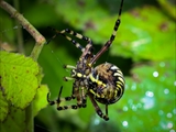 Wespenspinne (Argiope bruennichi) repariert ihr Netz