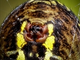 Wespenspinne (Argiope bruennichi) repariert ihr Netz (Detailaufnahme der Spinnwarzen)