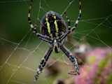 Wespenspinne (Argiope bruennichi) auf ihrem Netz